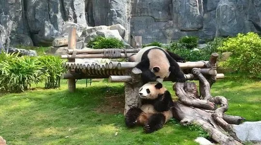 扬州景区大熊猫被投喂时受惊，你认为该不该严惩随意投喂的游客？