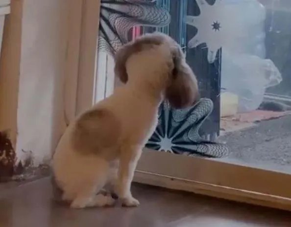 狗子被撞头见人就歪头，狗也会演戏？