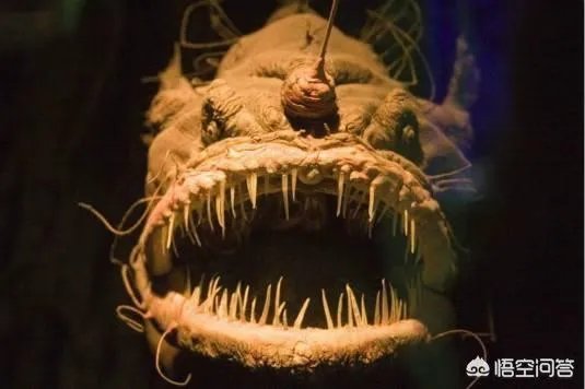 海怪和水怪，有什么区别？