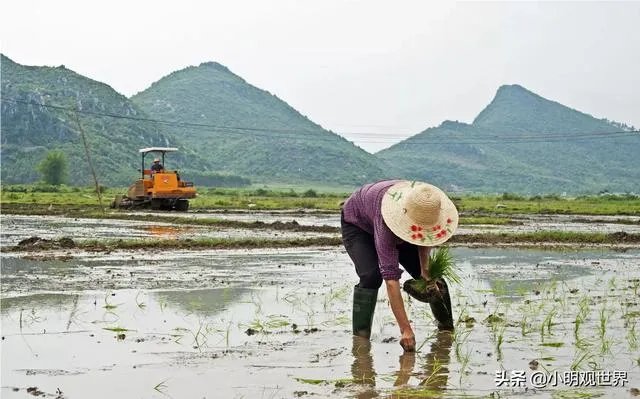 各地出现囤粮潮，粮荒是不是真的来了，大家怎么看？