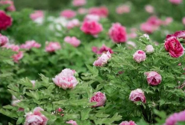 4月份去哪里旅游最好国内 4月值得去的旅游景点