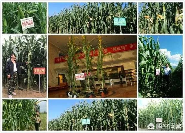 在忻州种什么品种的玉米比较好？