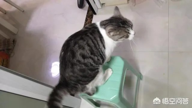 请问上海哪里有正规学习宠物美容学校,并且可以考证的?