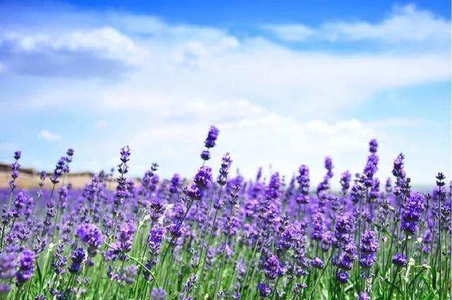 薰衣草产地分布在哪 薰衣草的六大作用推荐