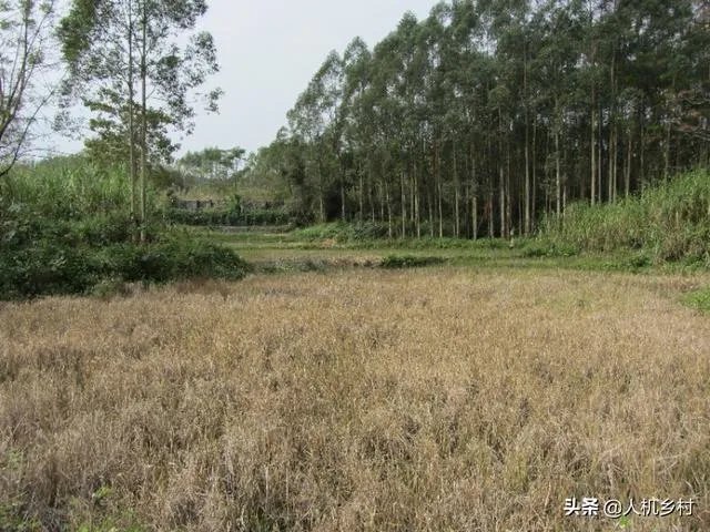 各地出现囤粮潮，粮荒是不是真的来了，大家怎么看？