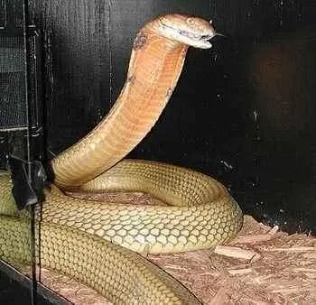 帝皇眼镜蛇王的介绍