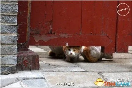 真是萌的受不了 故宫最萌“猫保安”走红网络