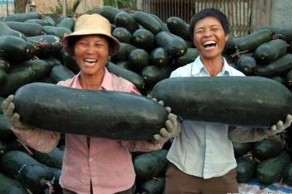 冬瓜采收回来后,有哪些贮藏方法可以让冬瓜贮藏的时间更长?