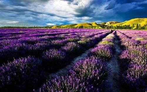 薰衣草产地分布在哪 薰衣草的六大作用推荐