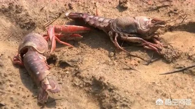 吉安：熊孩子买农药毒死千斤小龙虾，因放假在家太闲无事可做, 你怎么看？