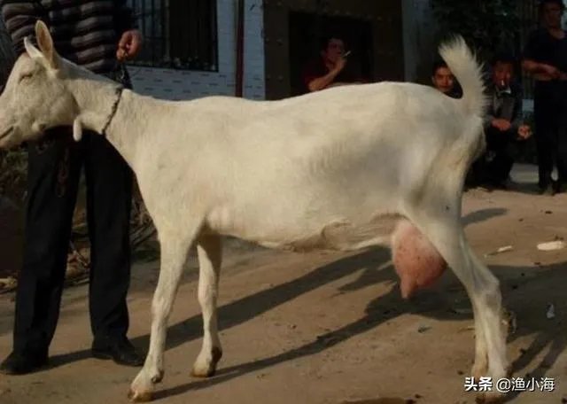 饲养关中奶山羊需要注意什么？