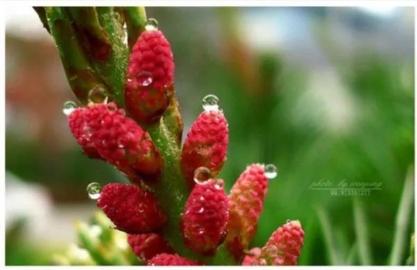 推荐几款数码相机，家用的。