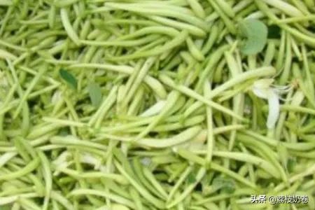 如何制作金银花茶，金银花茶的制作？