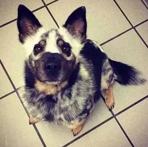 冠毛犬和泰迪的后代是什么犬