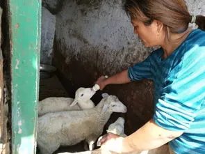 村民在自家地里投毒，毒死9只羊！这位村民受到了什么惩罚？