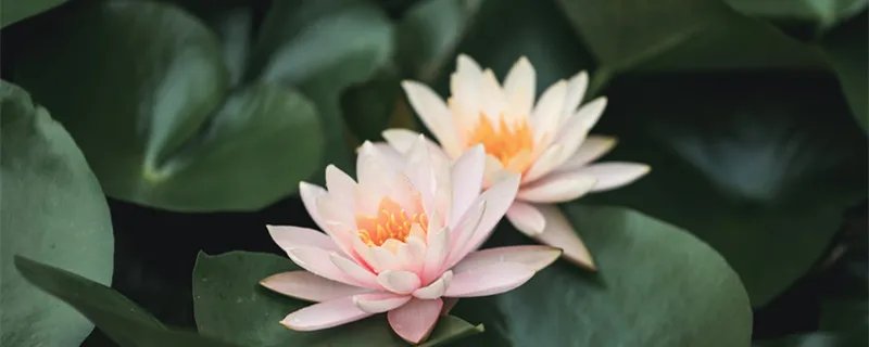 盆栽水生植物有哪些 盆栽水生植物都有哪些呢