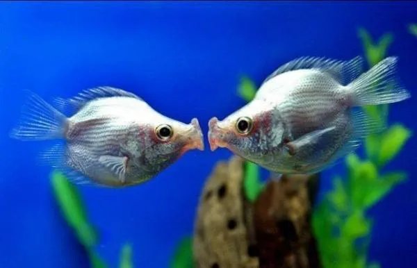 如何选购接吻鱼？