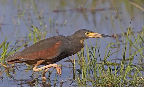 池鹭属的分布范围