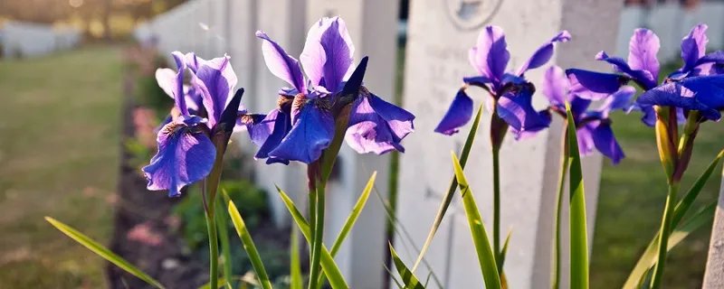 花飨逝者的意思