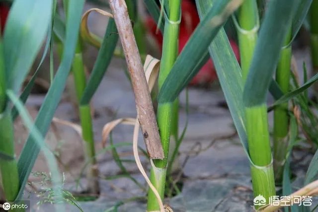 青蒜种植需要注意哪些事项？