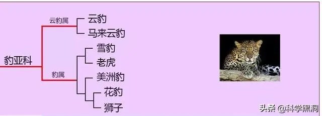 美洲豹能下水捕杀鳄鱼吗？