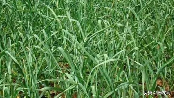 青蒜种植需要注意哪些事项？