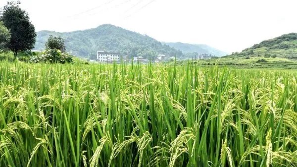 袁隆平团队沙漠海水稻亩产超千斤，海水稻与水稻有何区别？