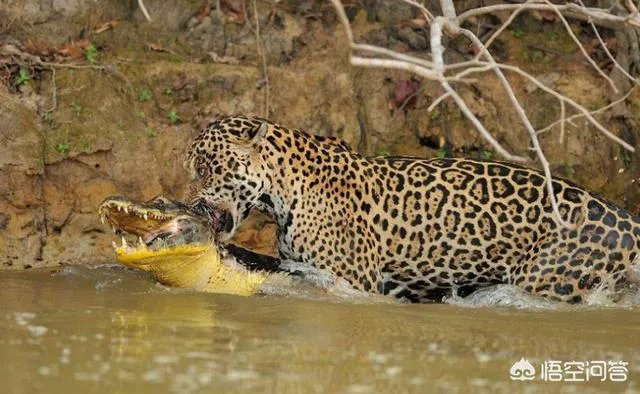 美洲豹能下水捕杀鳄鱼吗？