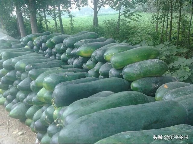 冬瓜采收回来后,有哪些贮藏方法可以让冬瓜贮藏的时间更长?