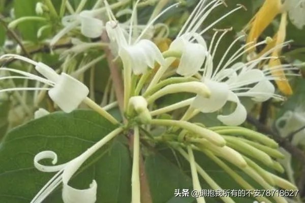 如何制作金银花茶，金银花茶的制作？