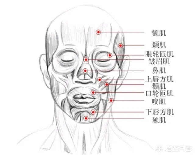 拔智齿真的可以瘦脸吗？有何依据？