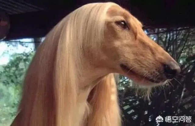 学宠物美容师，培训的费用是多少大概？