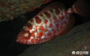 黑鳍牛目鲷是夜行鱼吗？这种鱼有什么习性吗？