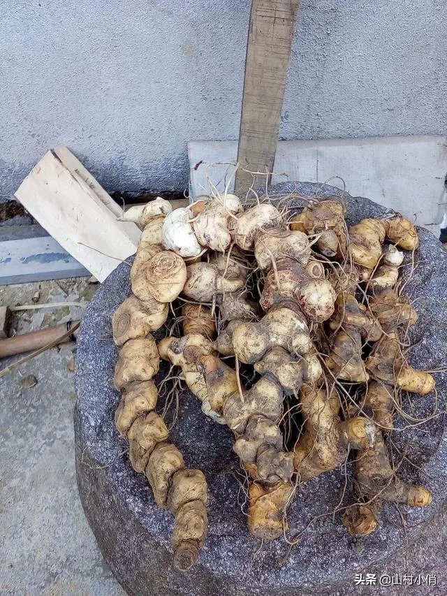 现在种植什么药材能够赚钱？