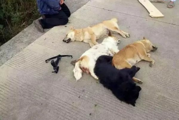 武汉一对父子用毒镖射杀100多只狗，他们为何这么做？