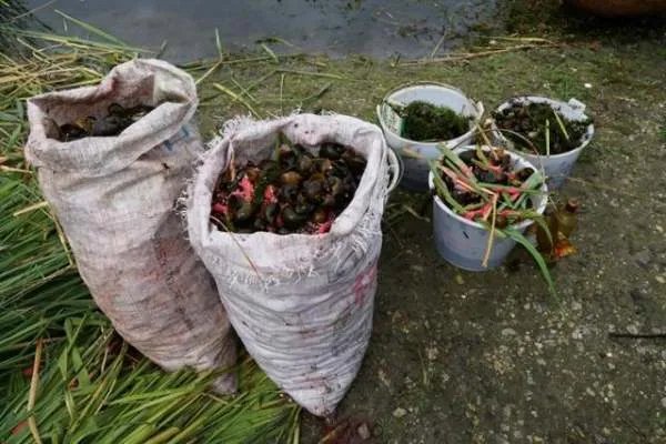 福寿螺竟疯狂入侵洱海，它对环境会造成什么影响？