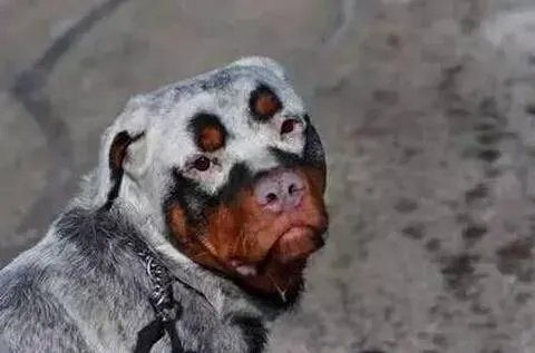 冠毛犬和泰迪的后代是什么犬