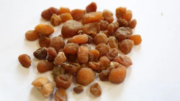 红景天的功效与作用及食用方法