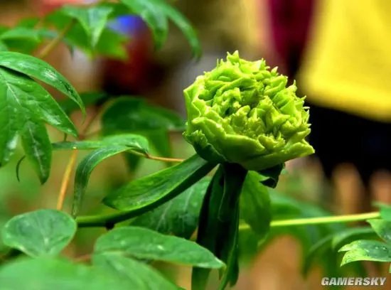 洛阳稀有绿牡丹被游客偷摘 网传价值10万一年就开一两朵