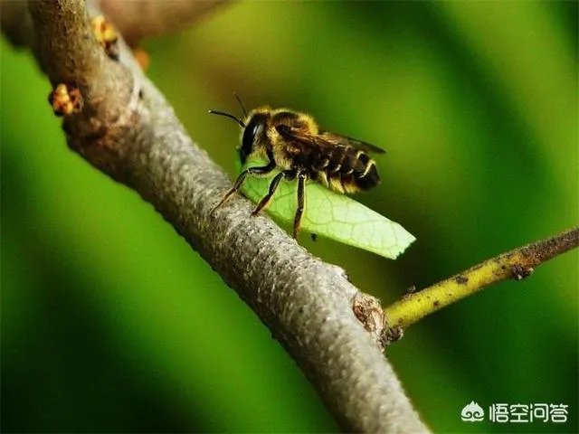 切叶蜂的习性