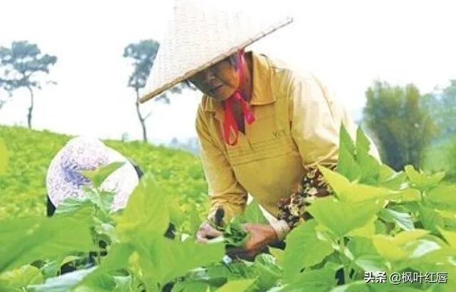 请问眼贴以及眼霜使用后细纹增多有可能是什么原因导致的？