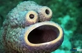 海怪和水怪，有什么区别？