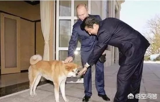 1月20日，安倍前往莫斯科，继续向普京要岛，是不是又是自寻烦恼之旅？