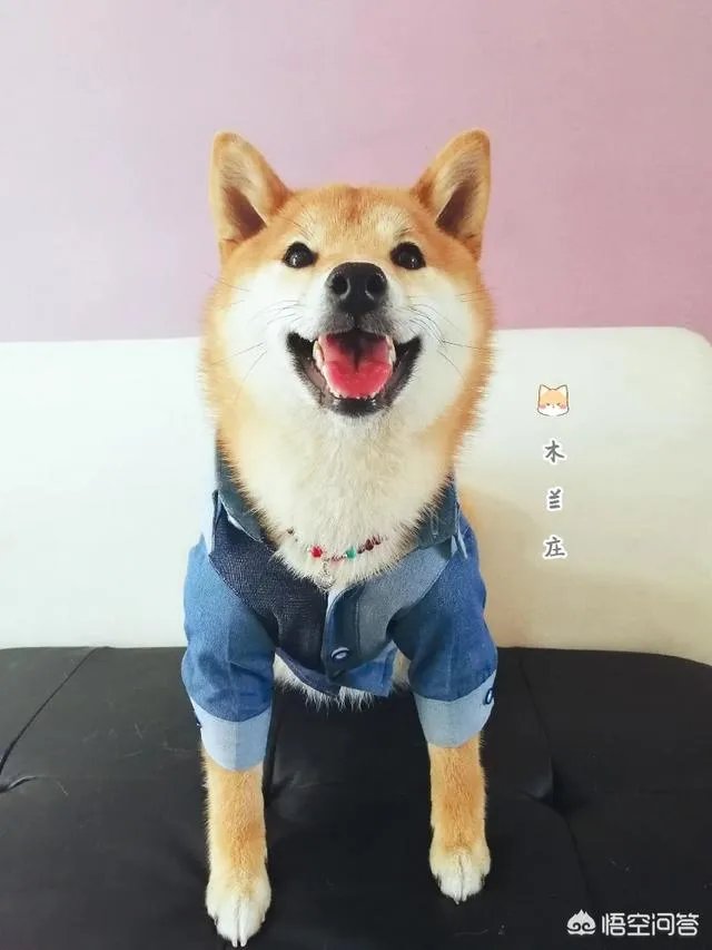 请问上海哪里有正规学习宠物美容学校,并且可以考证的?