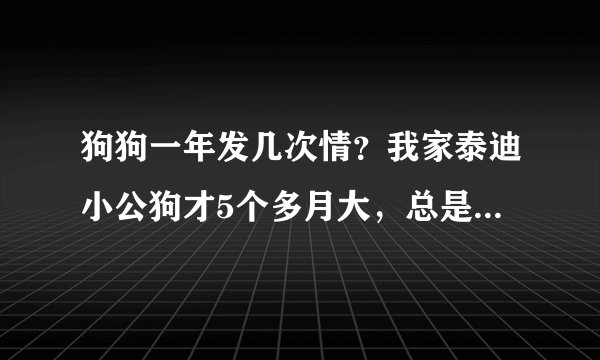 狗狗一年发几次情？我家泰迪小公狗才5个多月大，总是做交配动作正常吗？