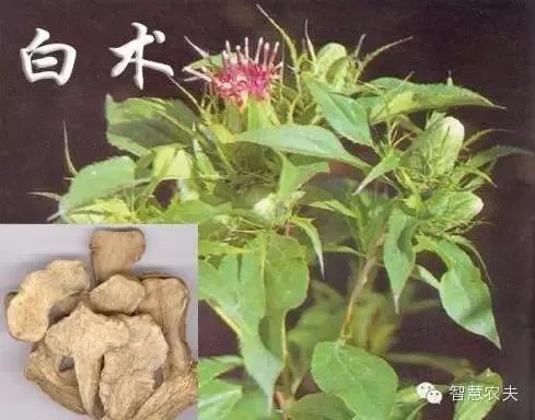 现在种植什么药材能够赚钱？