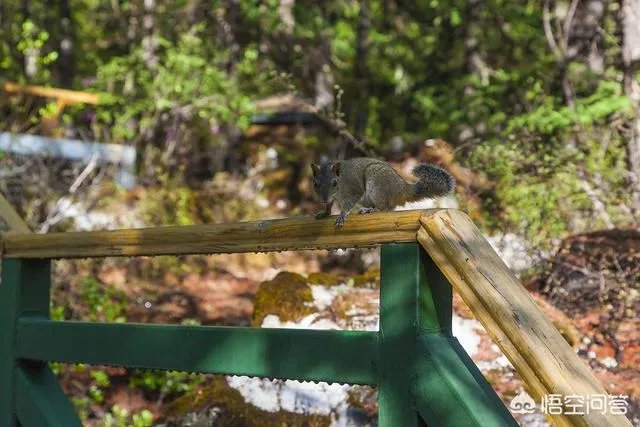 去稻城亚丁是一种什么体验？