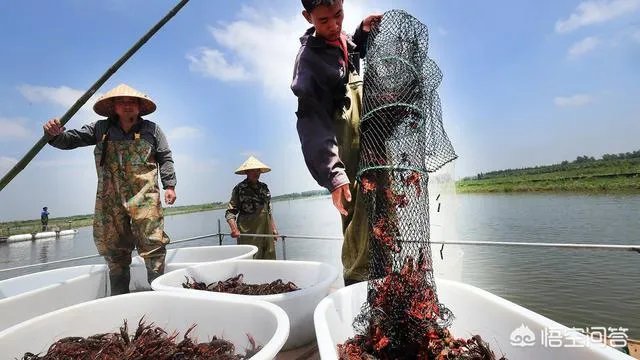 今后3年内，对于小龙虾养殖户来说，所要面对的市场风险与机遇有哪些？