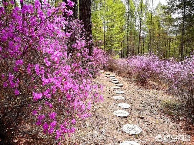 夏天的大兴安岭森林郁郁葱葱，为什么还能着火呢？