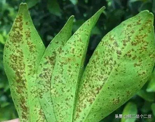 怎么防治柑橘病虫害？